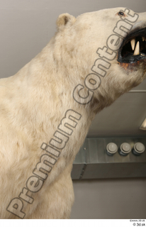 Polar bear chest neck 0002.jpg